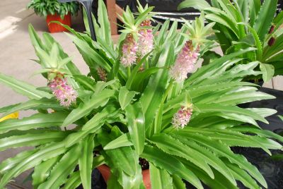 Aloha Lily® Eucomis hybrid Red