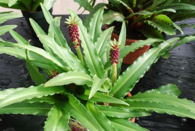 Aloha Lily® Eucomis hybrid Leia (Child of Heaven) 