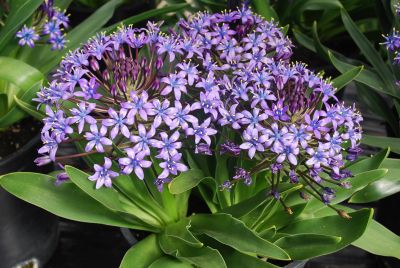 Scilla Caribbean Jewels™ 'Sapphire Blue'