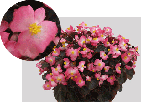 Fleuroselect Winner: SenatorIQ Begonia 'Rose Bicolor'