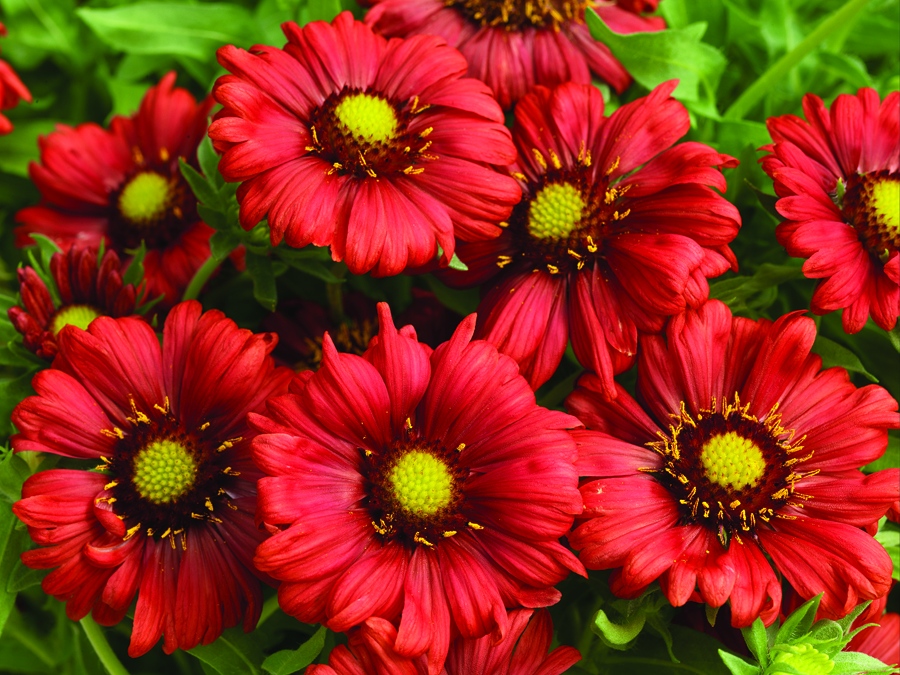 Sunrita Gaillardia 'Burgundy'