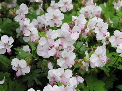 Geranium x cantabrigiense ‘Biokovo’