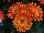 Majorette™ Gerbera Sunset Orange 