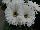 Majorette™ Gerbera Bright White with Dark Eye 