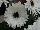 Sakata Ornamentals: Gerbera  'Bright White with Dark Eye' 