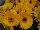 Majorette™ Gerbera Yellow with Dark Eye 