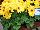 Sakata Ornamentals: Gerbera  'Yellow with Dark Eye' 