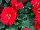 Majorette™ Gerbera Red with Dark Eye 