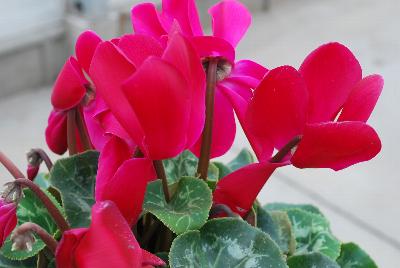 Sakata Ornamentals: Mammoth® Cyclamen Scarlet 