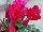 Sakata Ornamentals: Cyclamen  'Scarlet' 