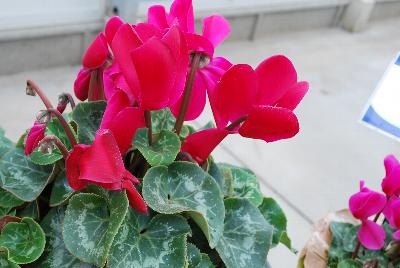 Sakata Ornamentals: Mammoth® Cyclamen Scarlet 