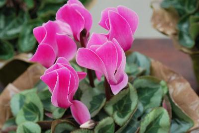 Rembrandt® Cyclamen Neon Flamed 