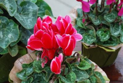 Sakata Ornamentals: Allure® Cyclamen Red Fuji 