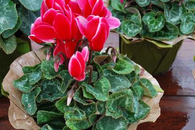 Allure® Cyclamen Red Fuji