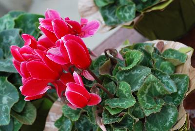 Sakata Ornamentals: Allure® Cyclamen Red Fuji 