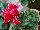 Allure® Cyclamen Red Fuji 