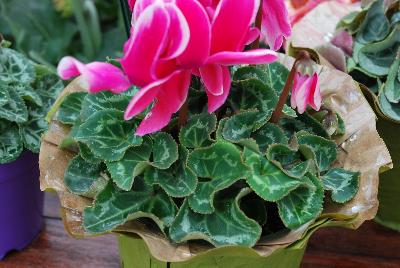 Allure® Cyclamen Neon Pink Fuji 