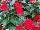 SunPatiens® New Guinea Impatiens Compact Fire Red 