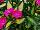 SunPatiens® New Guinea Impatiens Compact Tropical Rose V/L 