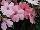 SunPatiens® New Guinea Impatiens Spreading Pink Kiss 