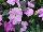 SunPatiens® New Guinea Impatiens Compact Orchid 
