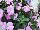SunPatiens® New Guinea Impatiens Compact Orchid 
