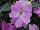 SunPatiens® New Guinea Impatiens Compact Orchid 