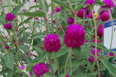 Ping Pong® Gomphrena Purple