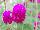 Ping Pong® Gomphrena Purple 
