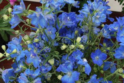 Planet™ Delphinium Blue 