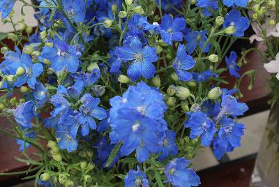 Planet™ Delphinium Blue 