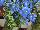 Planet™ Delphinium Blue 