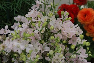 Planet™ Delphinium Light Pink