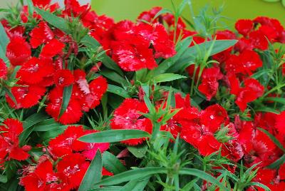 Sakata Ornamentals: Diamond™ Dianthus Scarlet Improved 