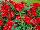 Sakata Ornamentals: Dianthus  'Scarlet Improved' 