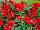 Sakata Ornamentals: Dianthus  'Scarlet Improved' 