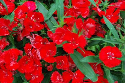 Sakata Ornamentals: Diamond™ Dianthus Scarlet Improved 