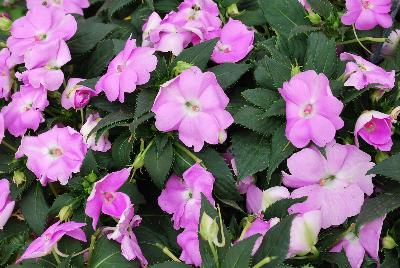 Sakata Ornamentals: SunPatiens® Impatiens Compact Orchid 