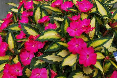 SunPatiens® Impatiens Compact Orchid