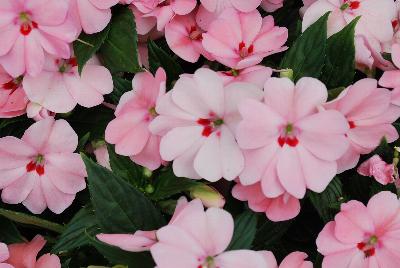 Sakata Ornamentals: SunPatiens® Impatiens Spreading Pink Kiss 