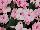 SunPatiens® Impatiens Spreading Pink Kiss 