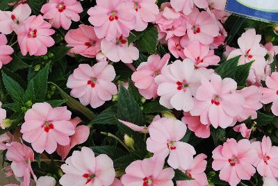 Sakata Ornamentals: SunPatiens® Impatiens Spreading Pink Kiss 