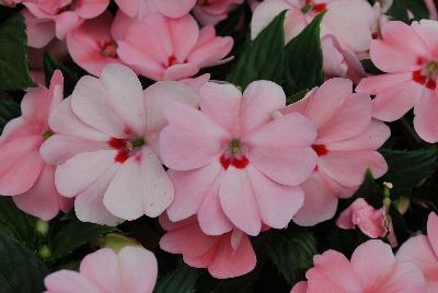 Sakata Ornamentals: SunPatiens® Impatiens Spreading Pink Kiss 