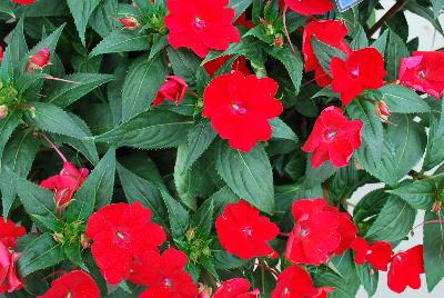 Sakata Ornamentals: SunPatiens® Impatiens Compact Fire Red 