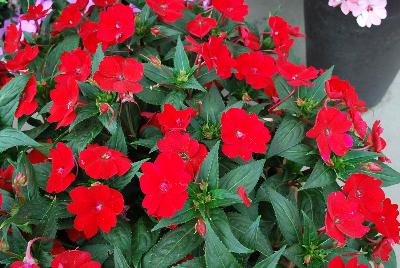 Sakata Ornamentals: SunPatiens® Impatiens Compact Fire Red 