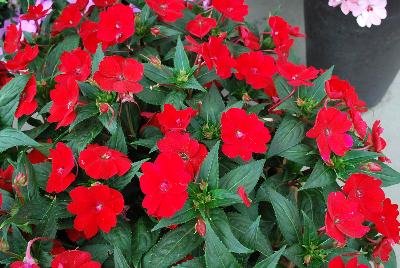 Sakata Ornamentals: SunPatiens® Impatiens Compact Fire Red 