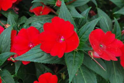 Sakata Ornamentals: SunPatiens® Impatiens Compact Fire Red 