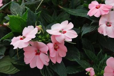 Sakata Ornamentals: SunPatiens® Impatiens Spreading Pink Kiss 