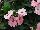 SunPatiens® Impatiens Spreading Pink Kiss 