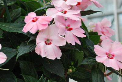 Sakata Ornamentals: SunPatiens® Impatiens Spreading Pink Kiss 